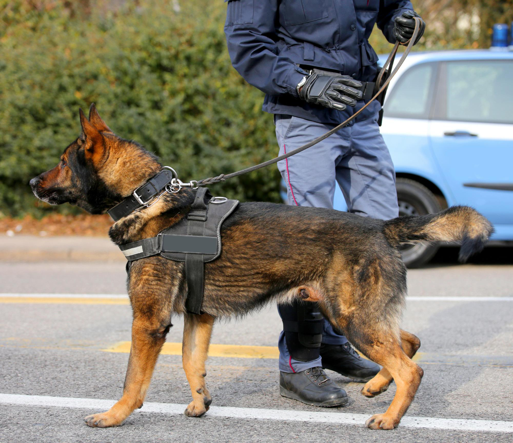 The Role of Security Guard Dogs in Modern Protection Strategies