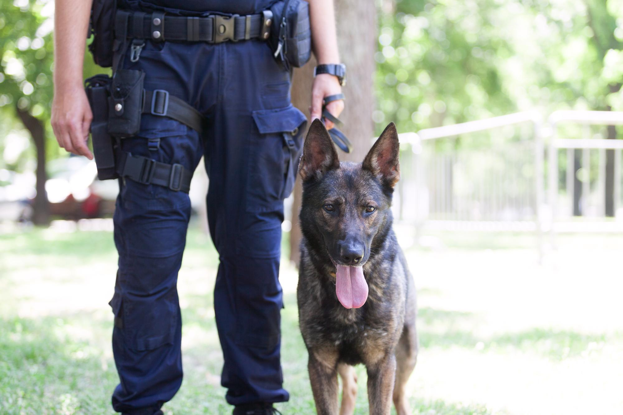 Security Guard Dog Services